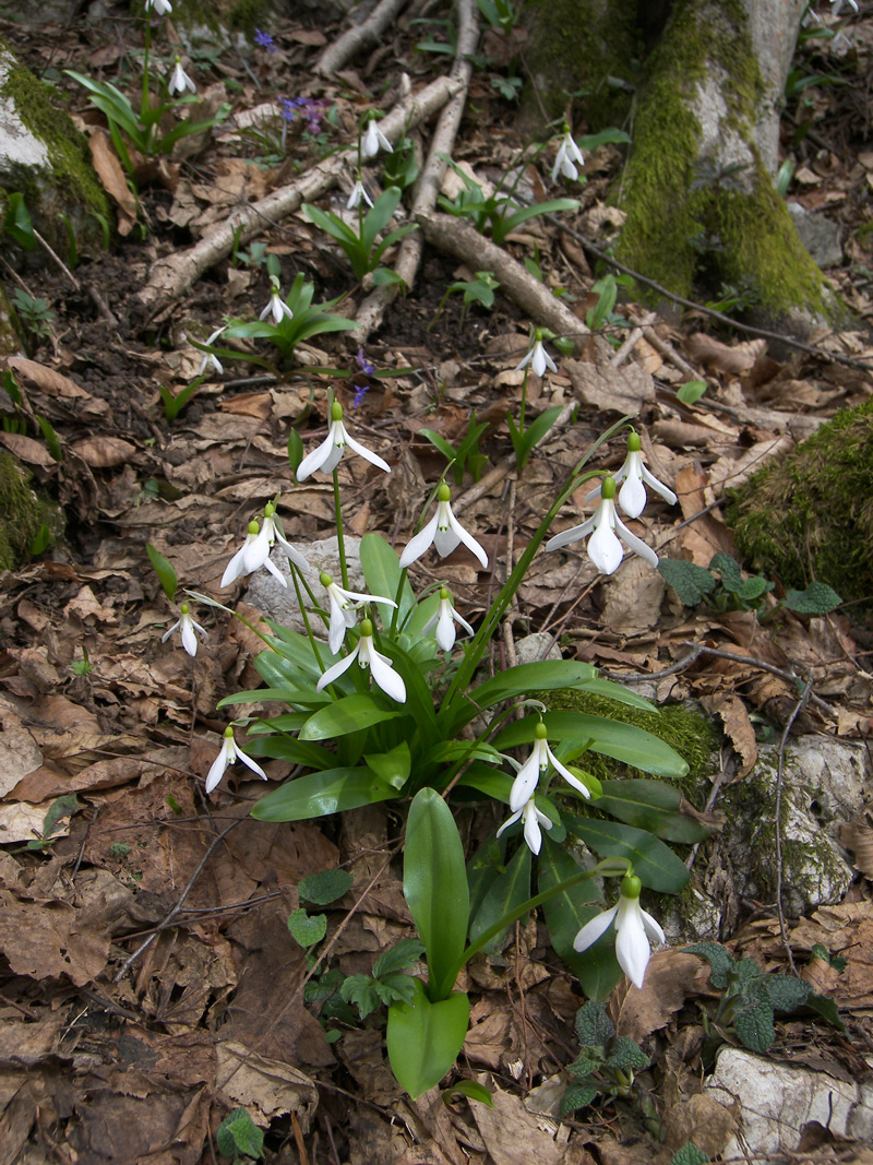 Image of Galanthus krasnovii specimen.