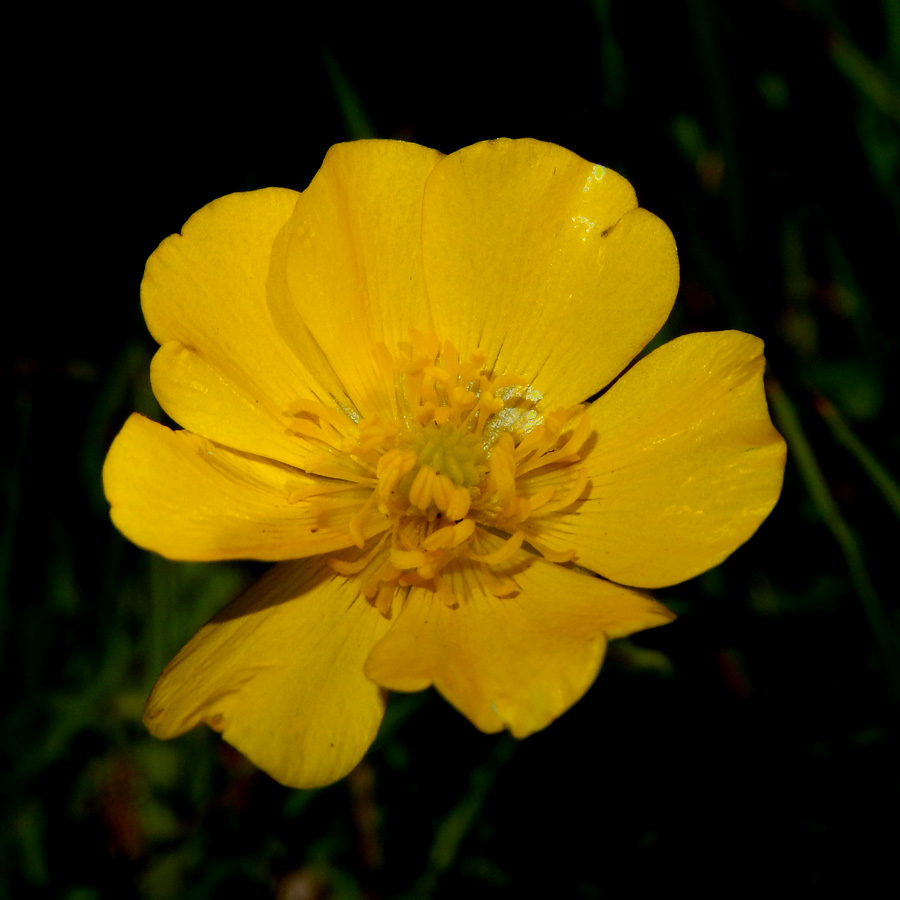 Изображение особи Ranunculus meyerianus.