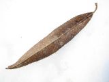 Image of taxon representative. Author is Евгений Сидорчук