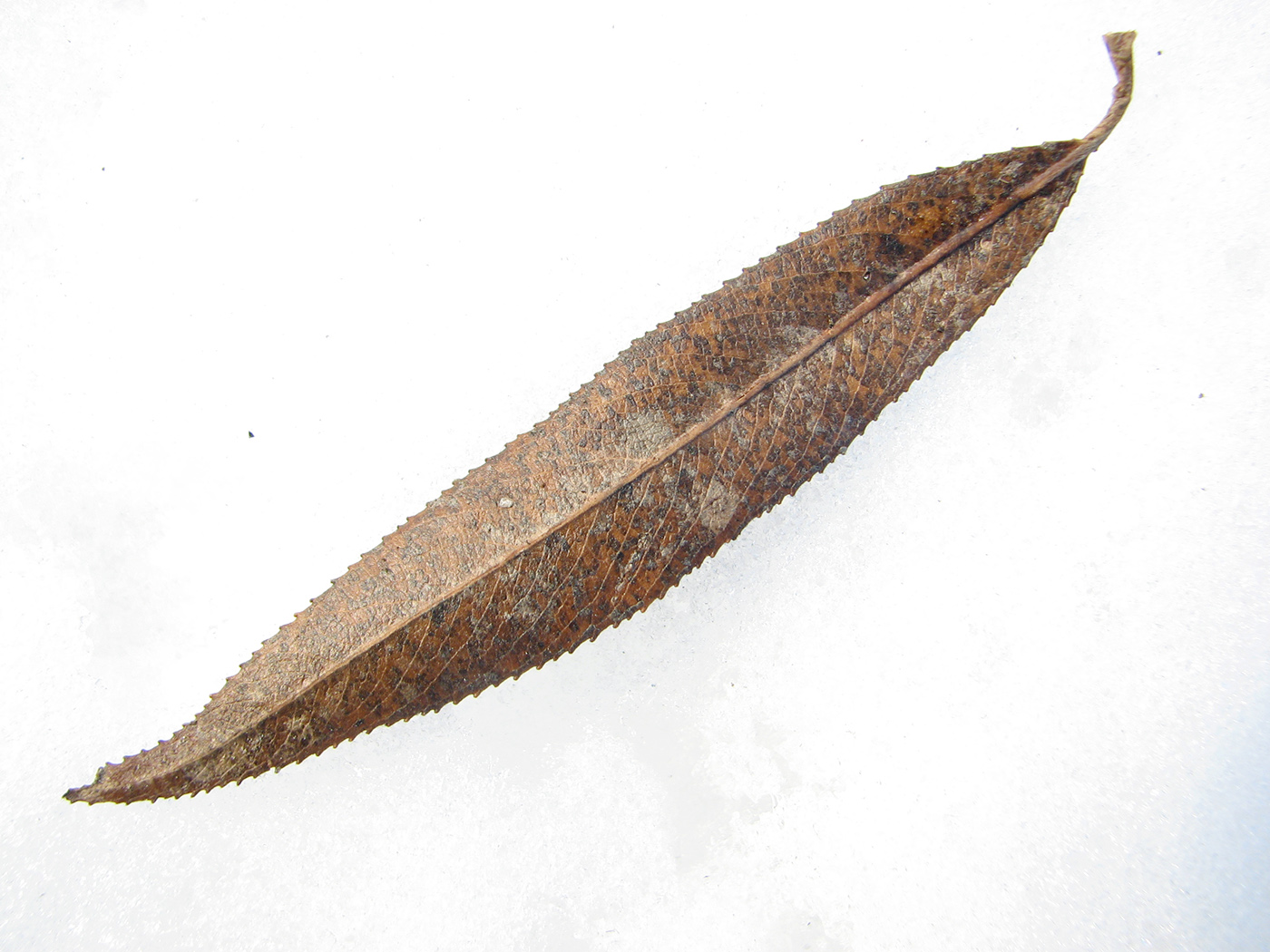 Image of genus Salix specimen.