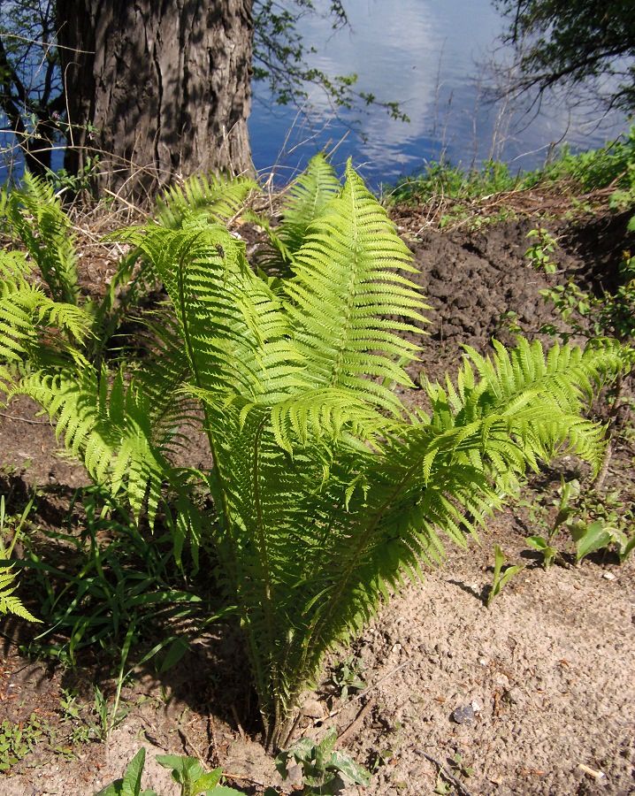 Изображение особи Matteuccia struthiopteris.