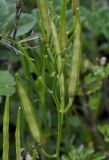 Cardamine graeca