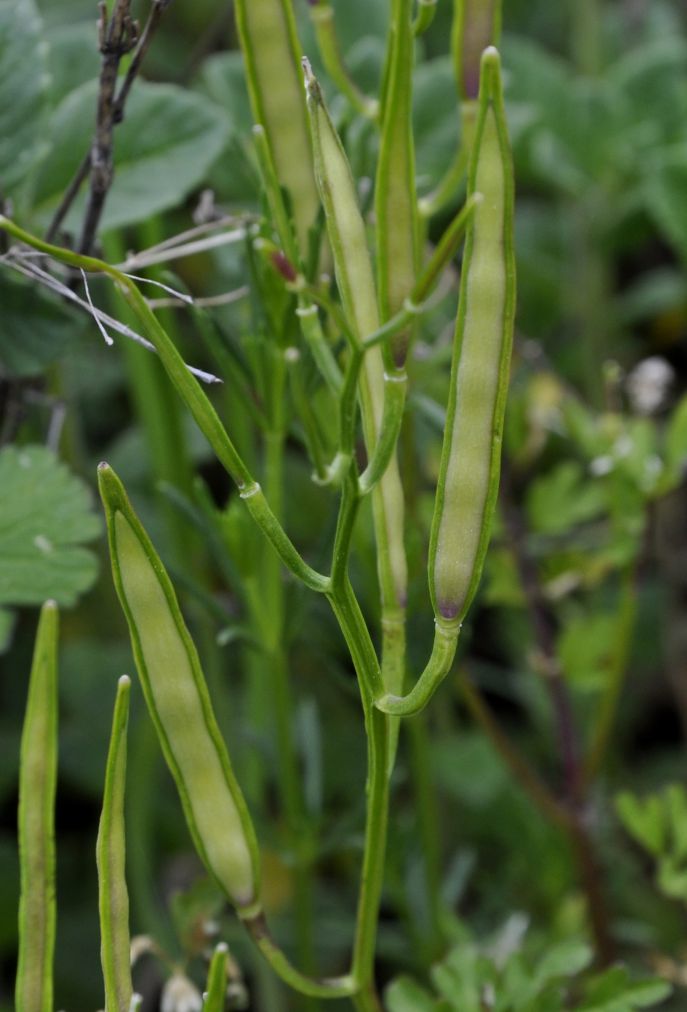 Изображение особи Cardamine graeca.