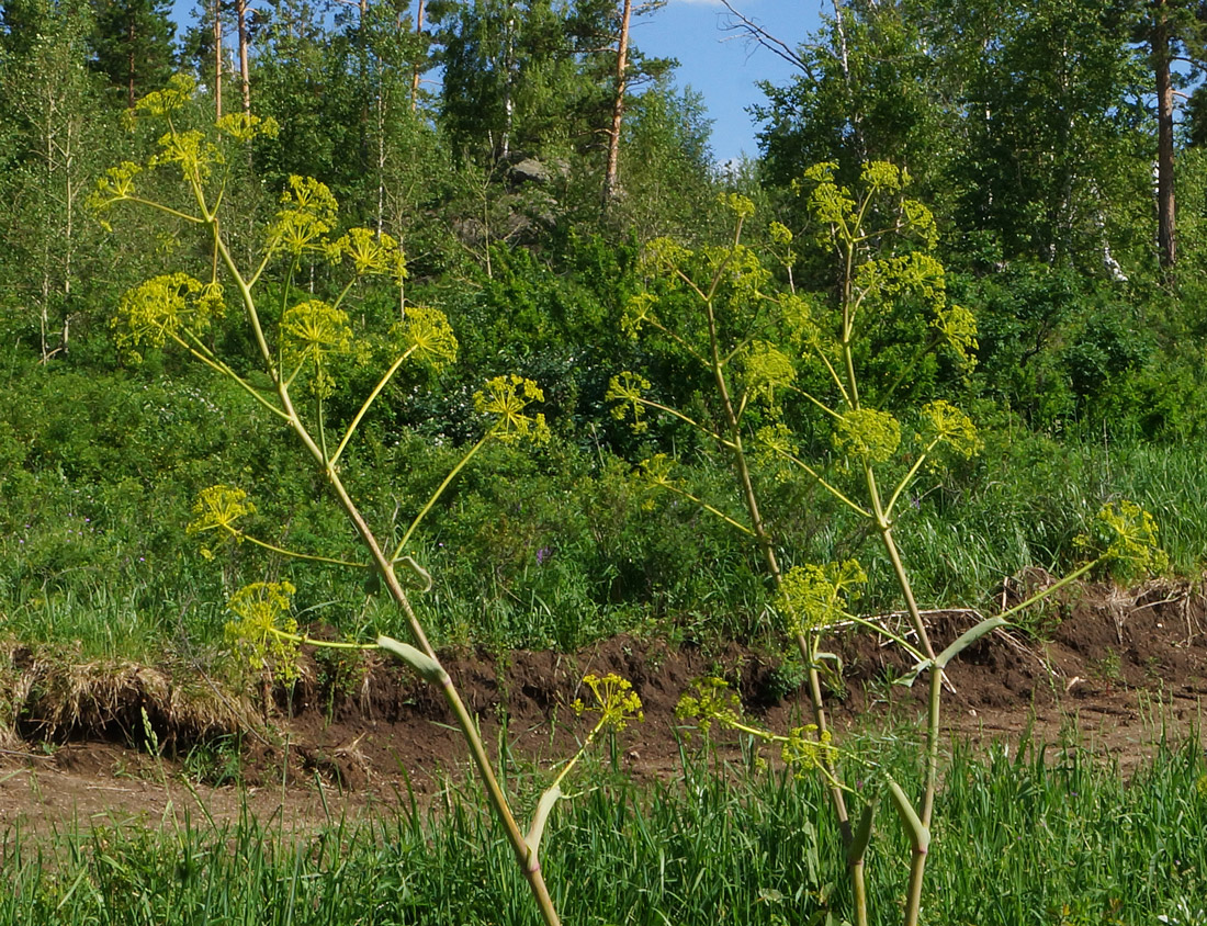 Изображение особи Ferula songarica.