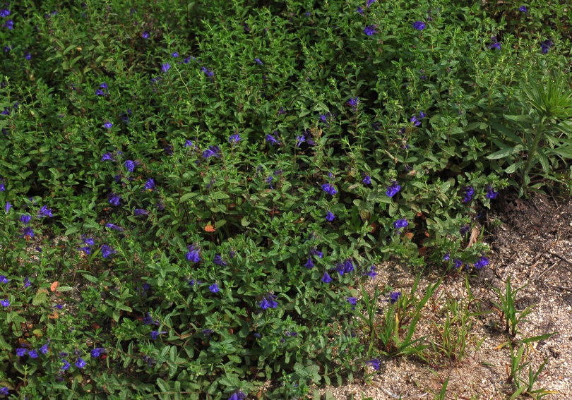 Image of Scutellaria strigillosa specimen.