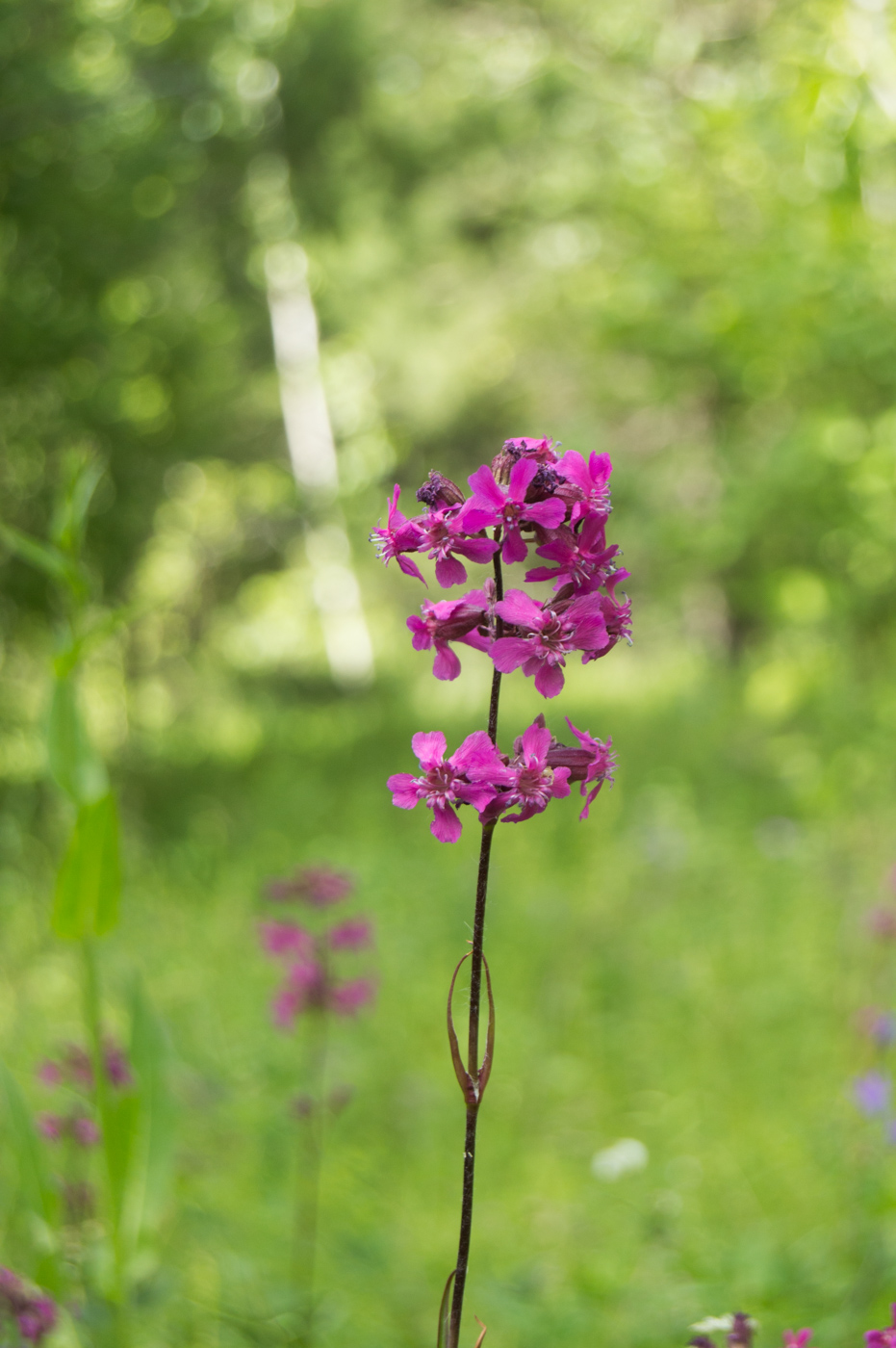 Изображение особи Viscaria vulgaris.