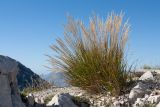 Achnatherum calamagrostis. Плодоносящее растение. Черногория, нац. парк Ловчен, гора Ловчен, вершина Језерски врх, комплекс мавзолея Петра II Петровича Негоша, нарушенная каменистая горная степь у дороги. 10.10.2014.