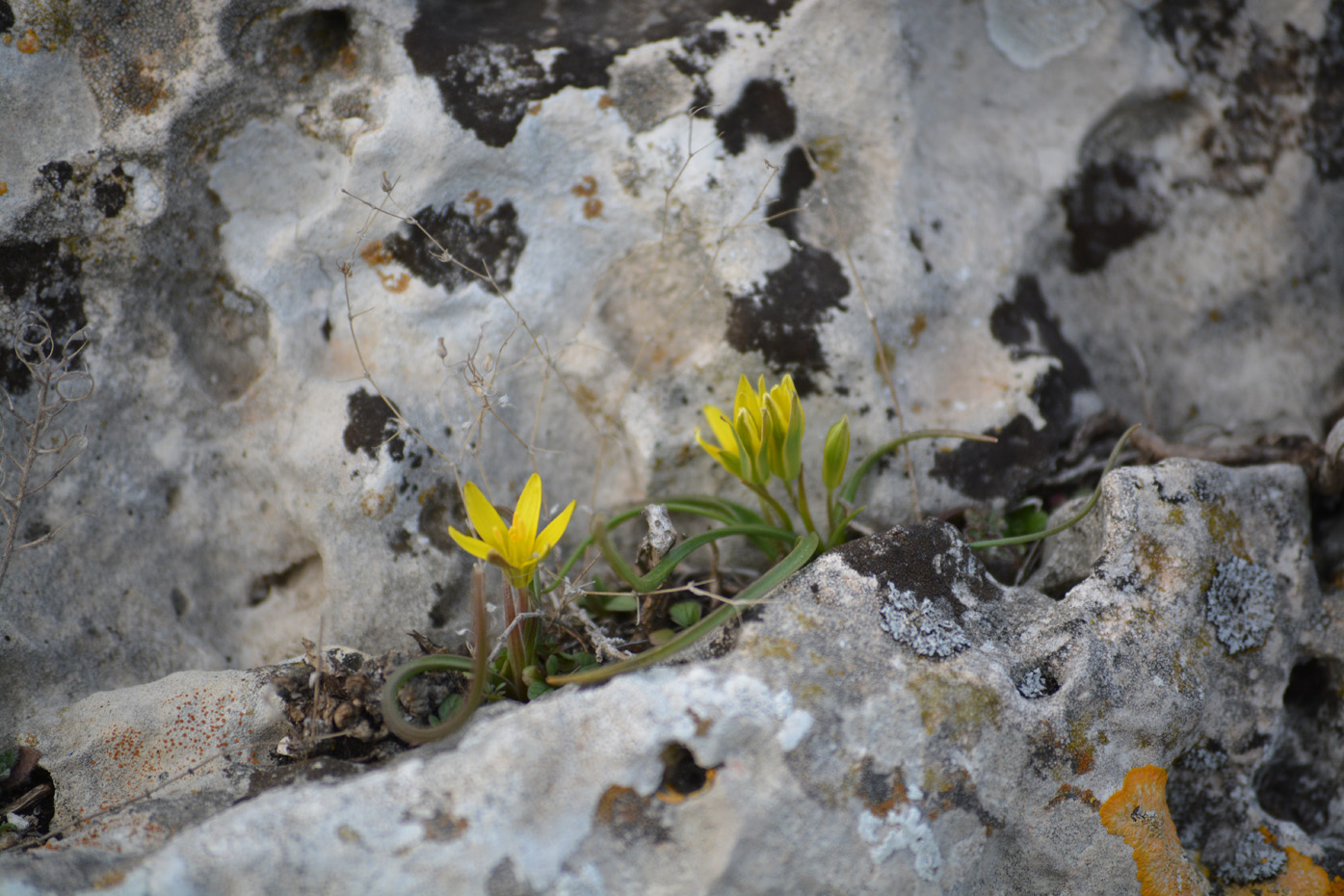 Image of genus Gagea specimen.