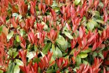 Photinia × fraseri