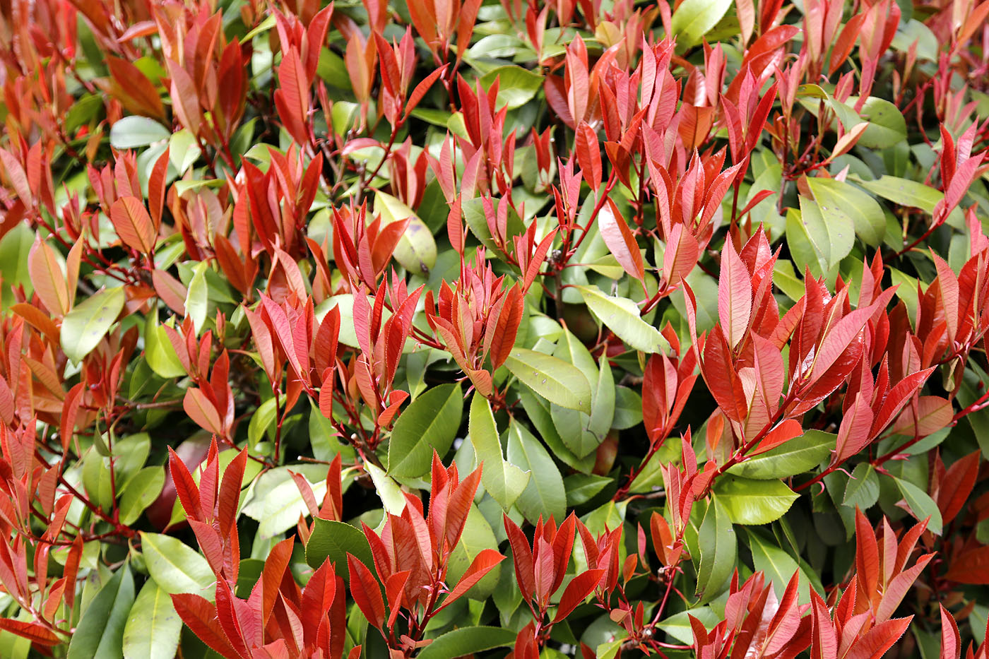 Изображение особи Photinia &times; fraseri.