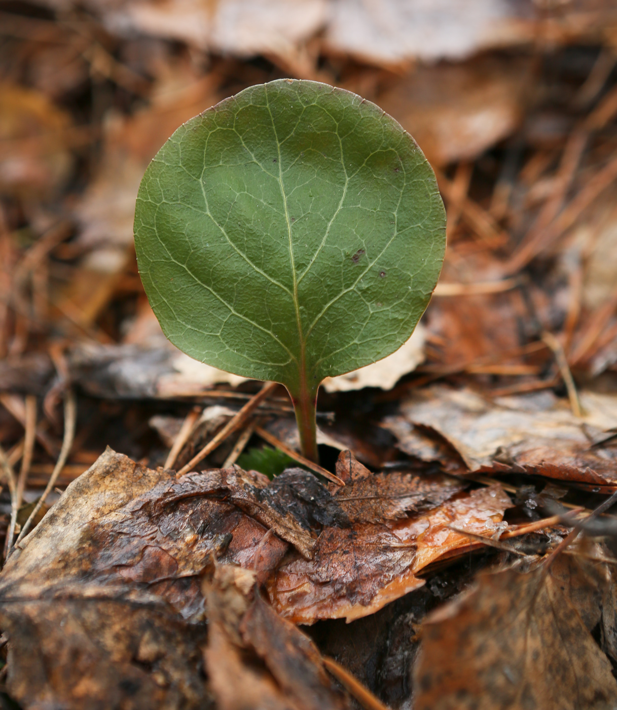 Image of Pyrola media specimen.