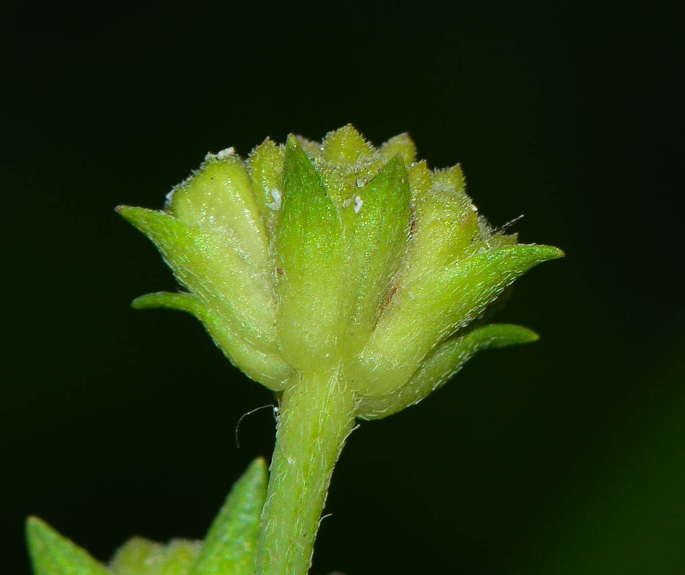 Image of Melanthera biflora specimen.