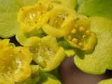 Chrysosplenium alternifolium