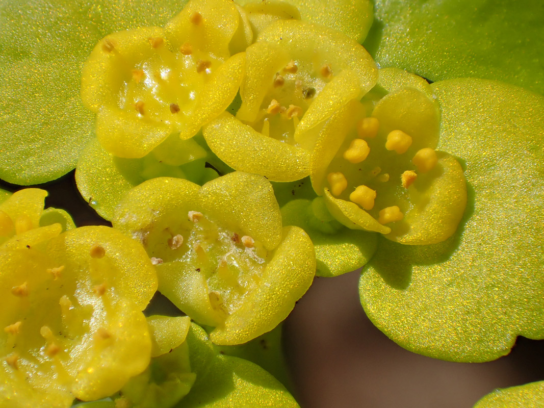 Image of Chrysosplenium alternifolium specimen.