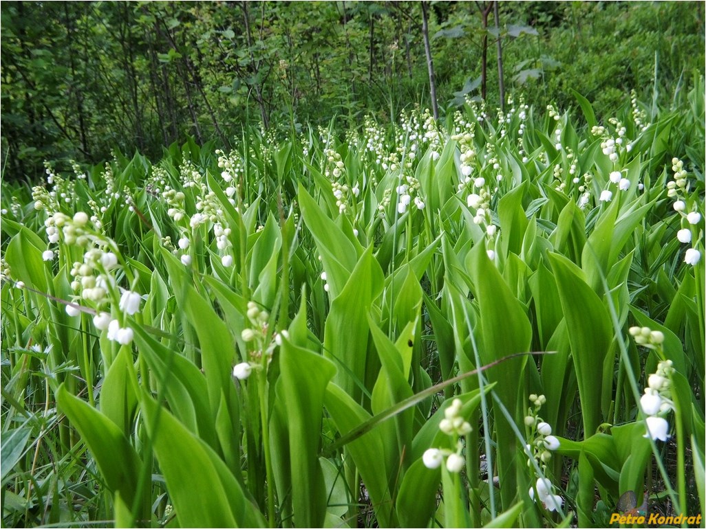 Изображение особи Convallaria majalis.