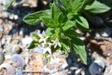 Argusia sibirica. Верхушка цветущего растения. Крым, Арабатская стрелка, окр. с. Соляное, на берегу южного плеса зал. Восточный Сиваш, ракушечный пляж. 30.05.2017.