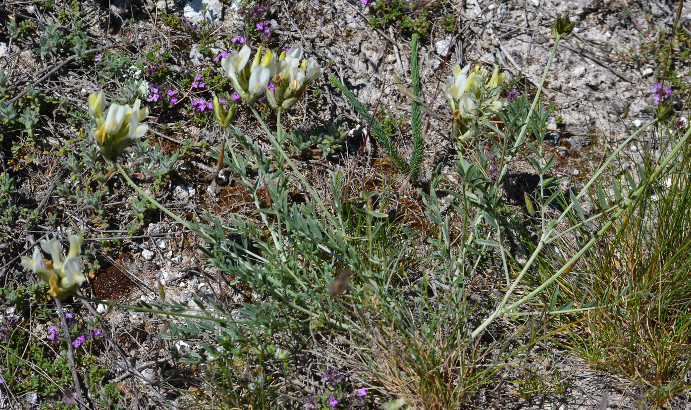 Изображение особи Astragalus glaucus.