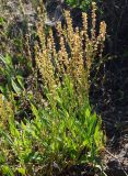 Rumex acetosella