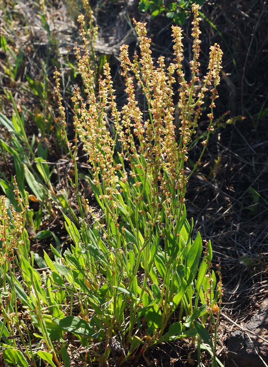 Изображение особи Rumex acetosella.