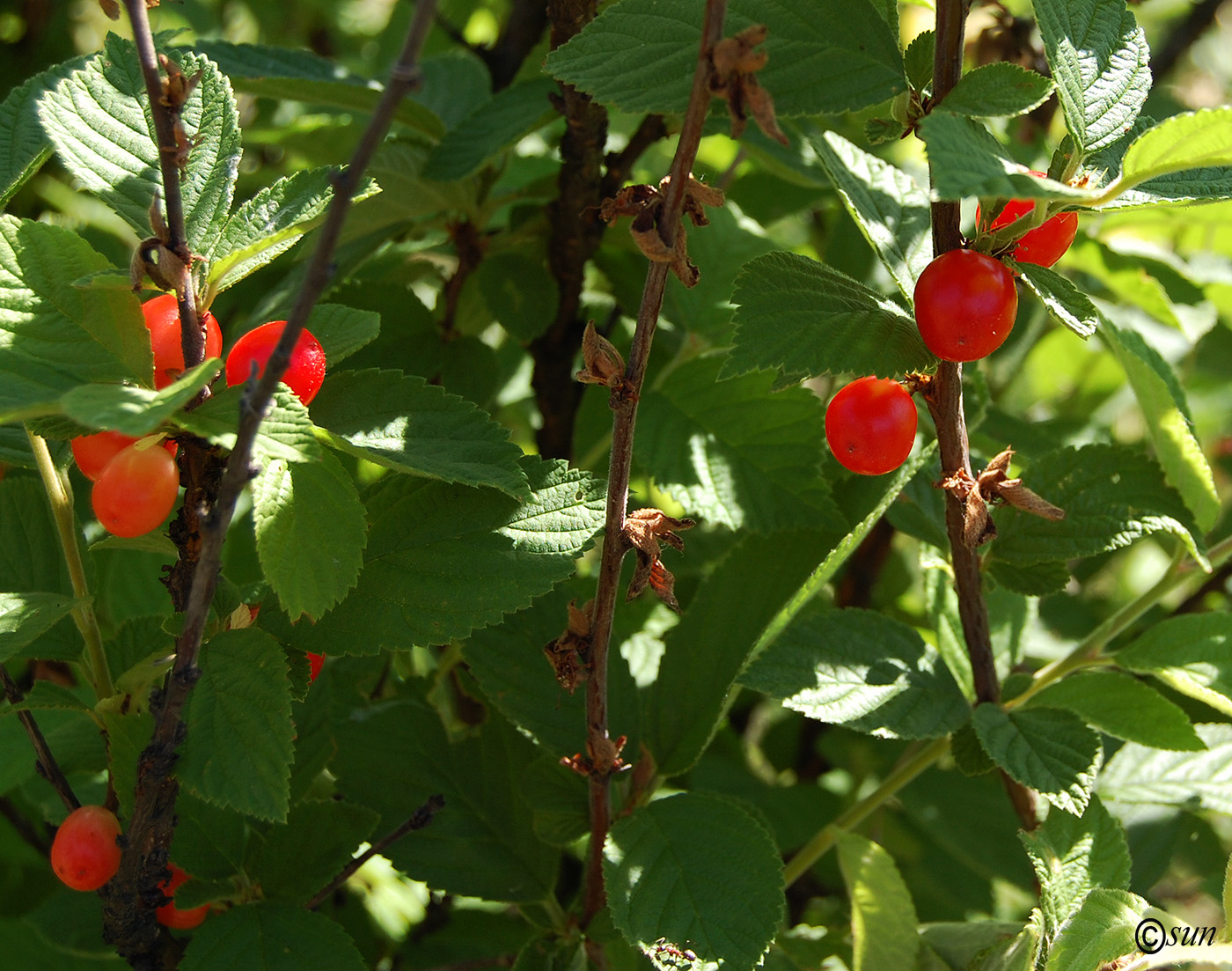 Image of Cerasus tomentosa specimen.