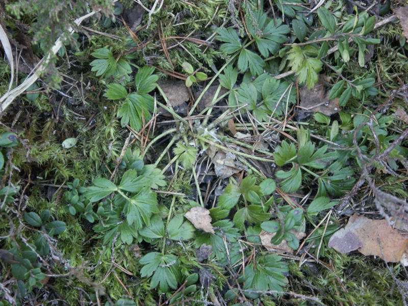 Image of Pulsatilla vernalis specimen.