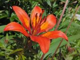 Lilium maculatum