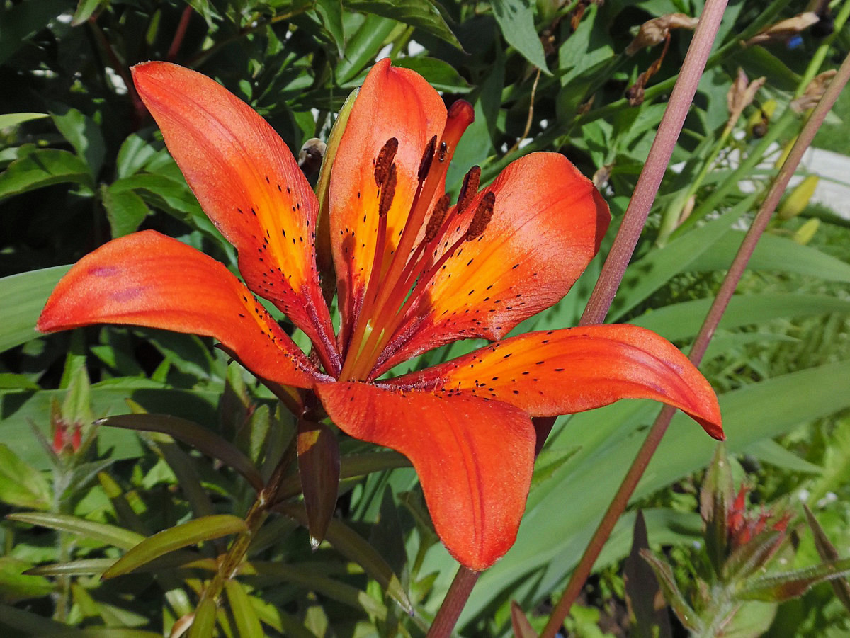 Image of Lilium maculatum specimen.