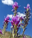 Astragalus ninae