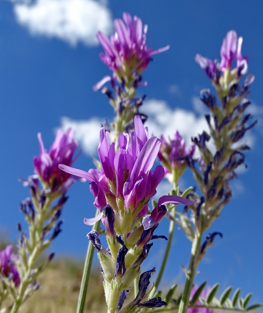 Изображение особи Astragalus ninae.