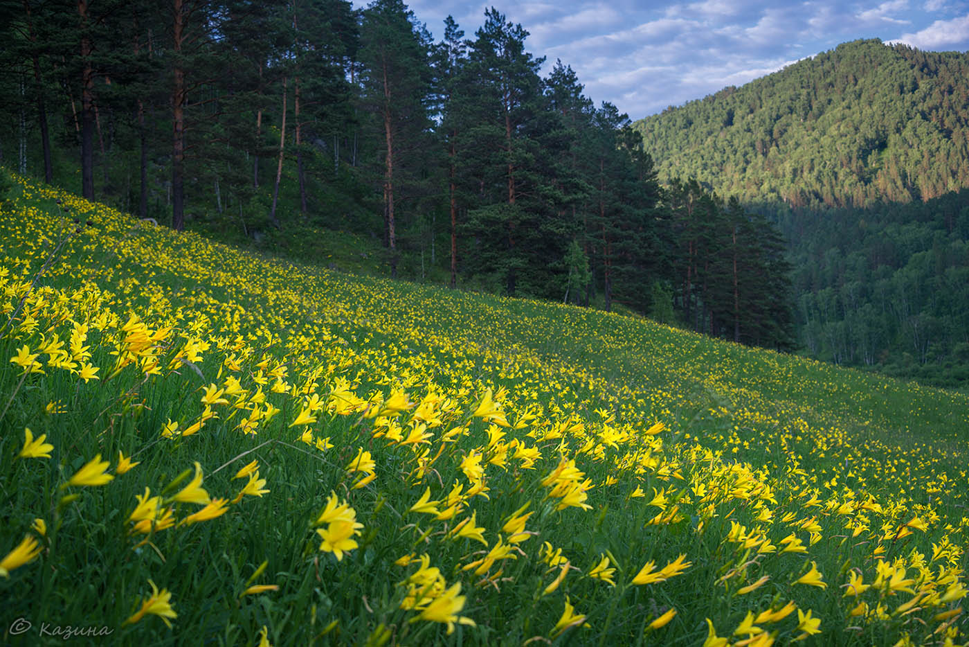 Изображение особи Hemerocallis minor.