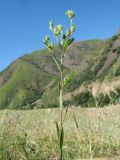 Linum corymbulosum