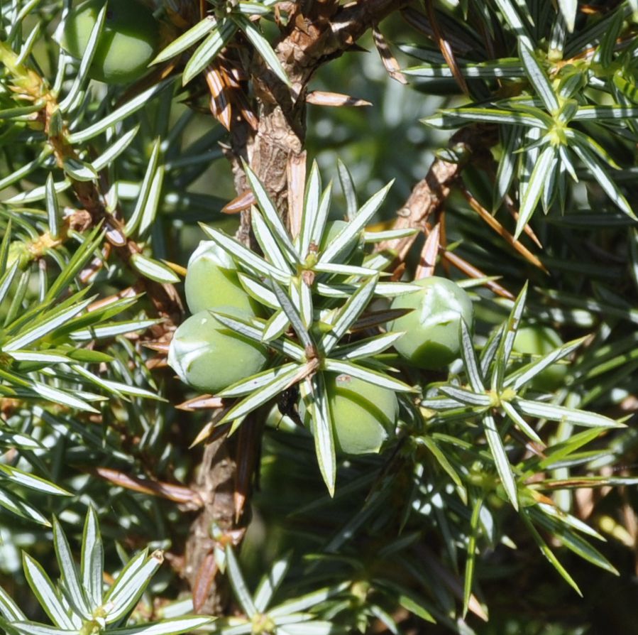 Изображение особи Juniperus deltoides.