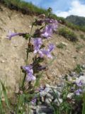 Lophanthus schrenkii. Верхушка побега с соцветием. Южный Казахстан, Таласский Алатау, запов. Аксу-Жабаглы, ущ. Улькен-Каинды, 2150 м н.у.м., берег ручья. 15 июля 2017 г.