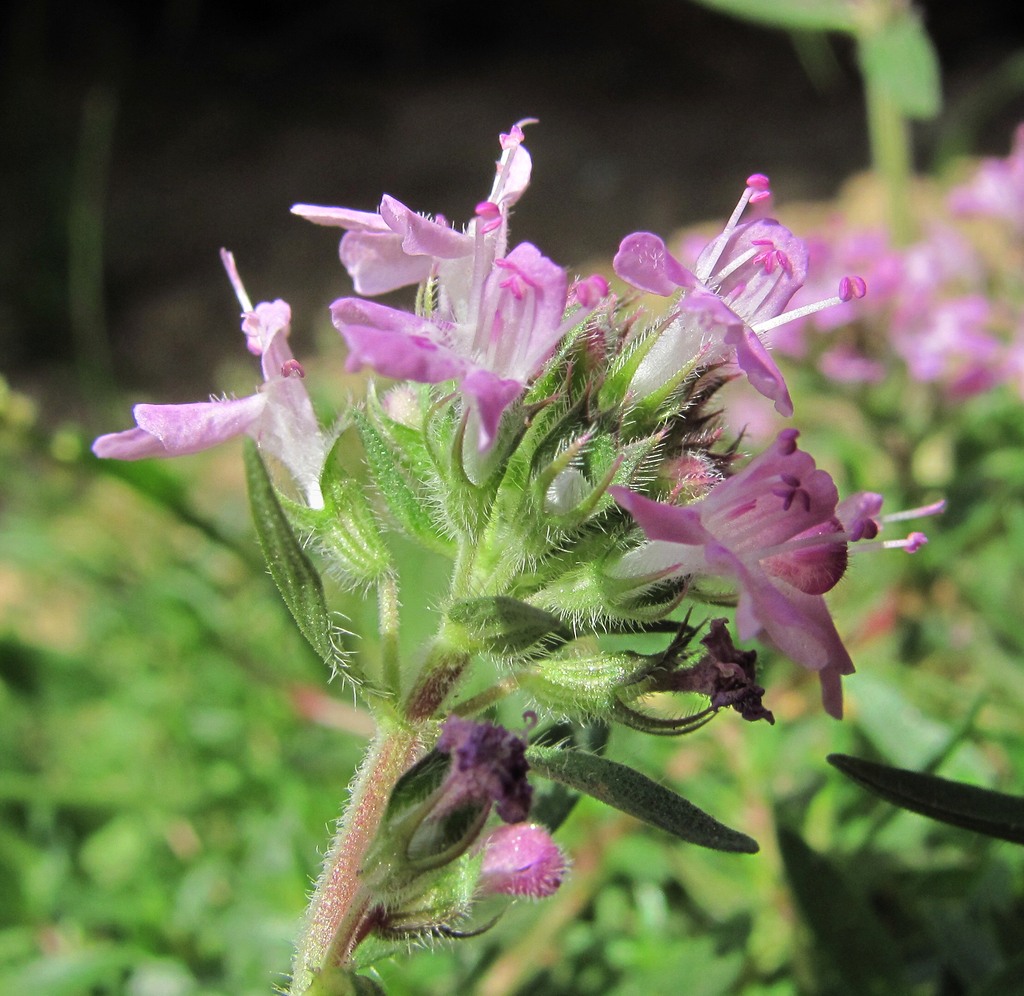 Изображение особи Thymus daghestanicus.