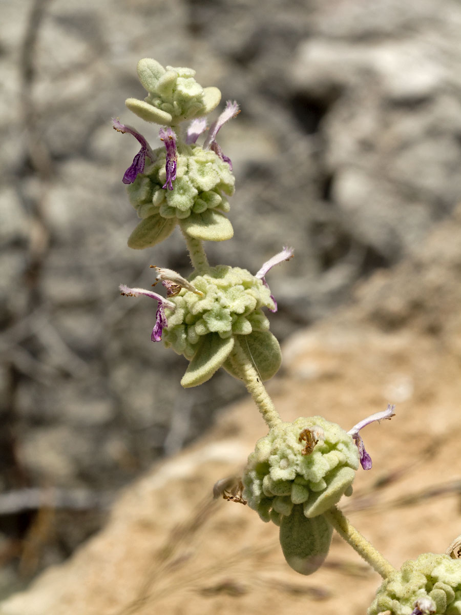 Image of Ballota pseudodictamnus specimen.