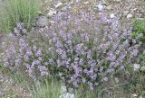genus Thymus