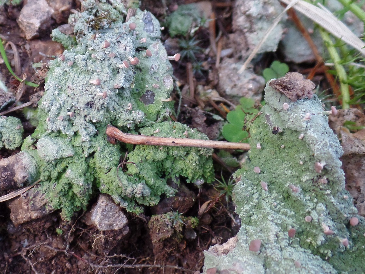 Изображение особи Baeomyces placophyllus.