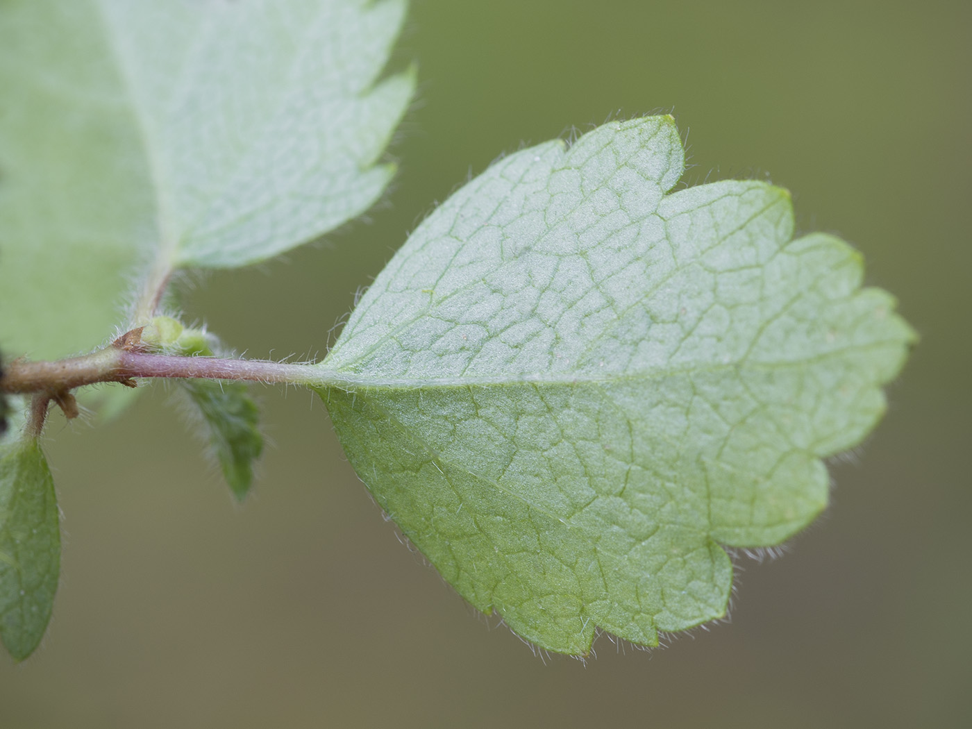 Image of Betula pubescens specimen.