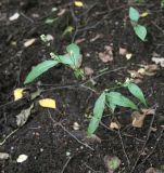 Persicaria lapathifolia. Зацветающее растение. Москва, Измайловский парк, насыпь вдоль велосипедной тропы по лесу. 11.09.2017.