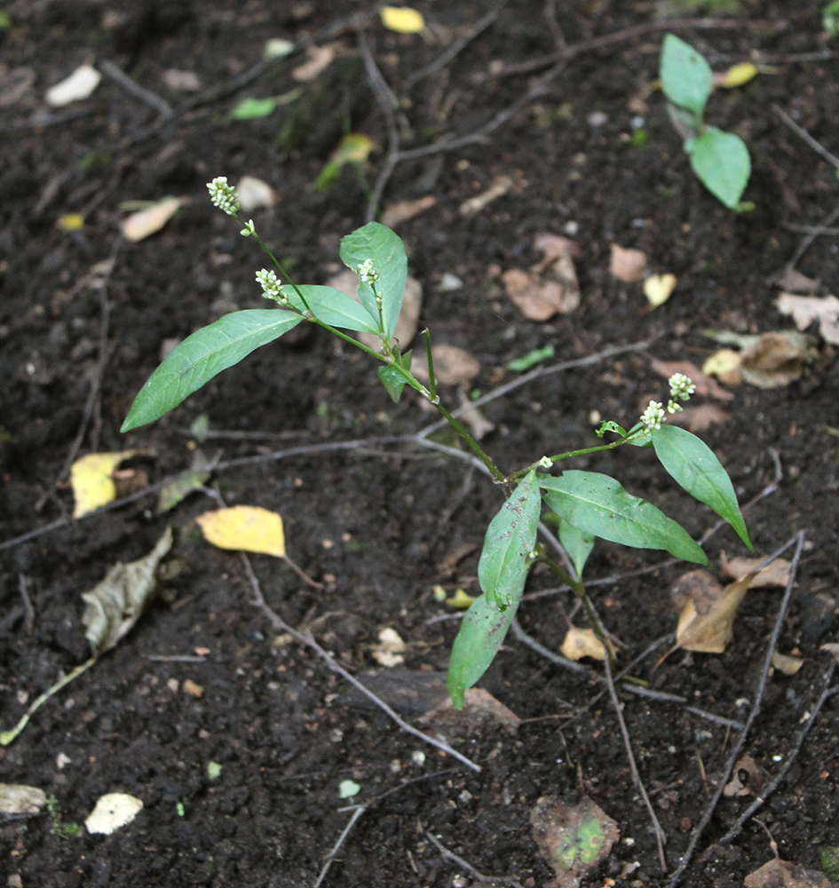 Image of Persicaria lapathifolia specimen.