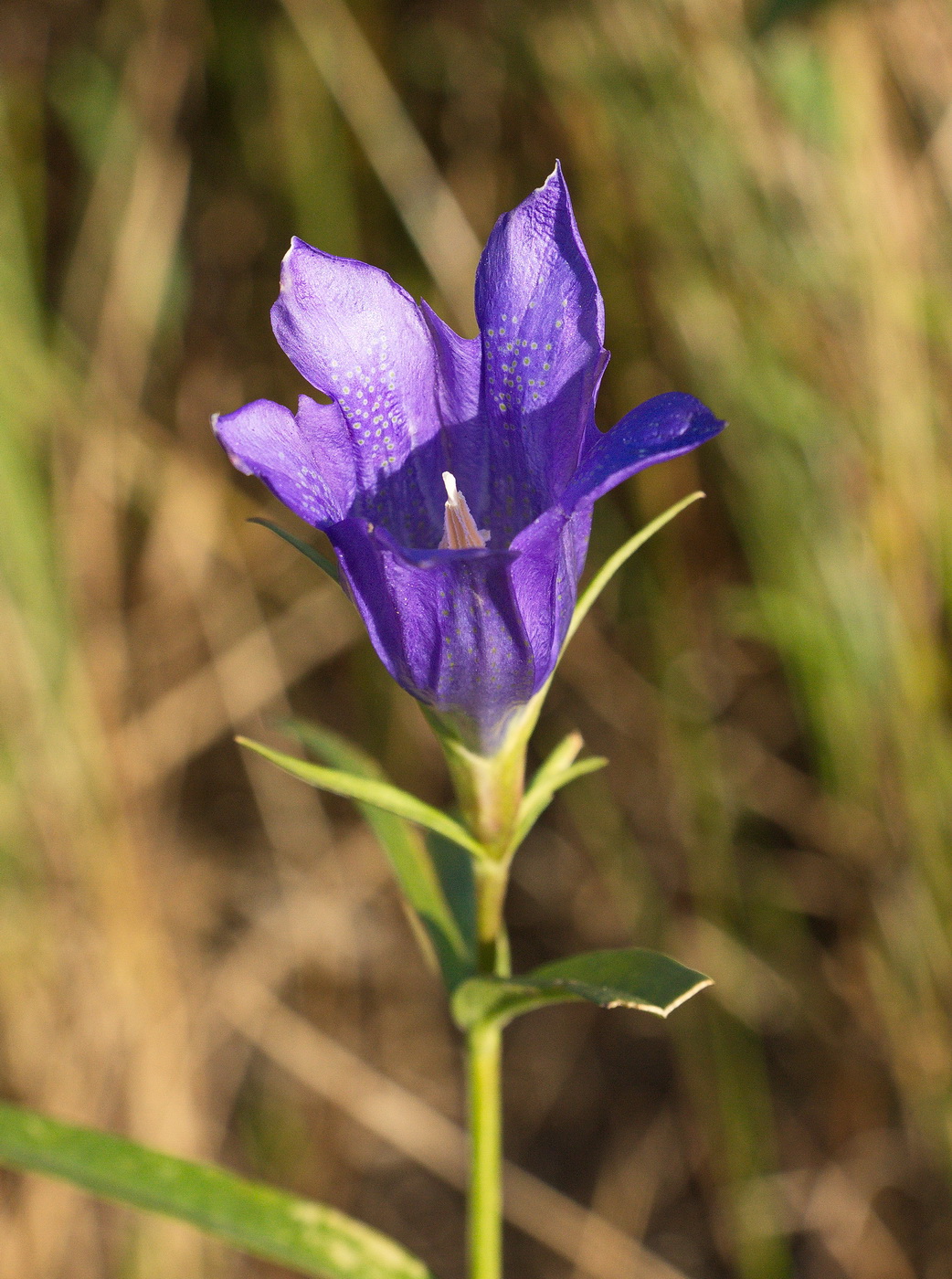 Image of Gentiana pneumonanthe specimen.