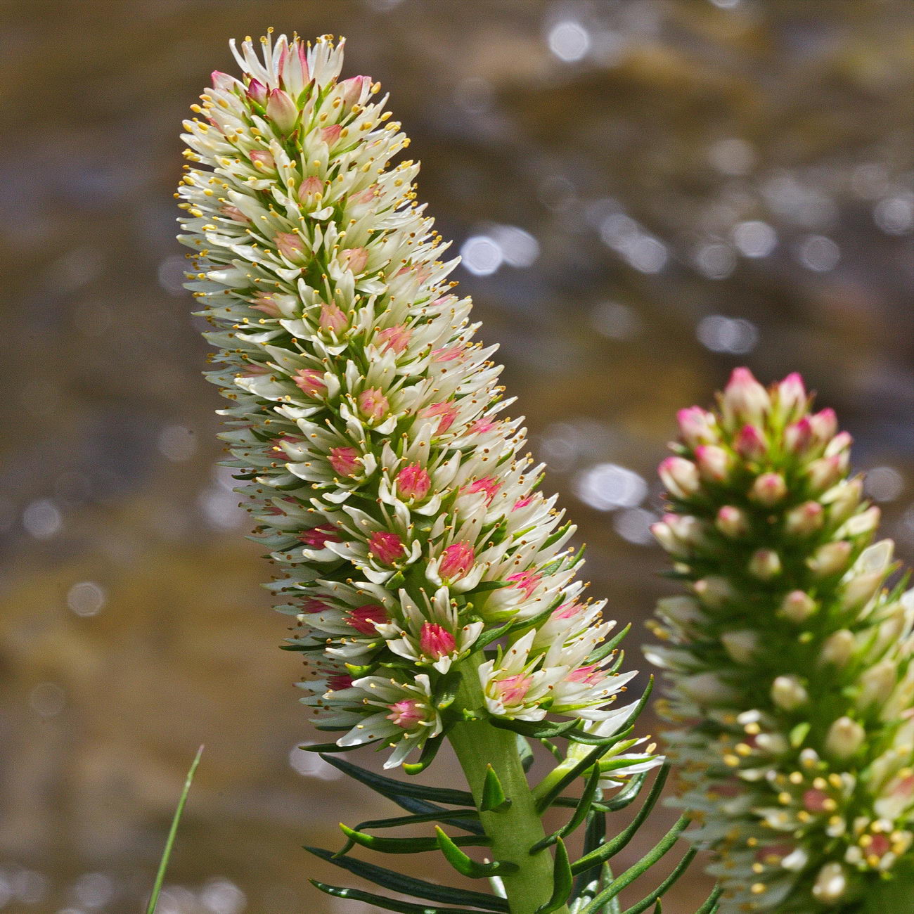 Image of Clementsia semenovii specimen.