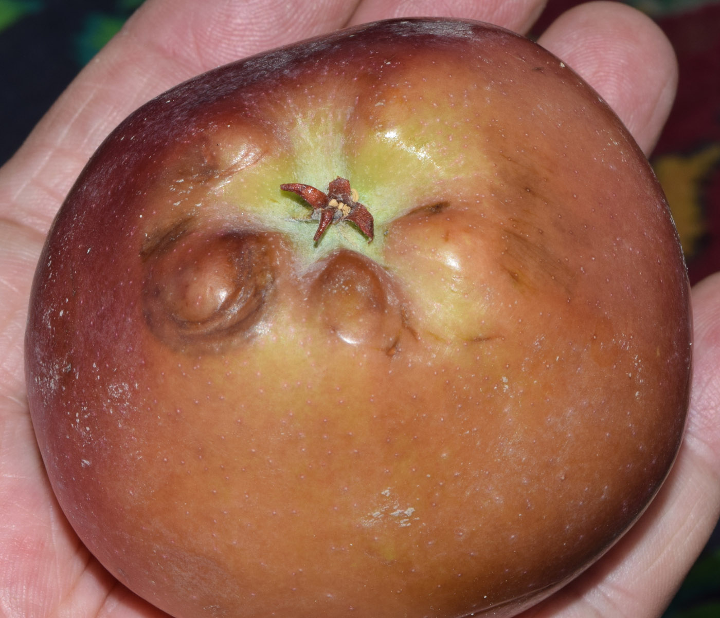 Image of Malus domestica specimen.