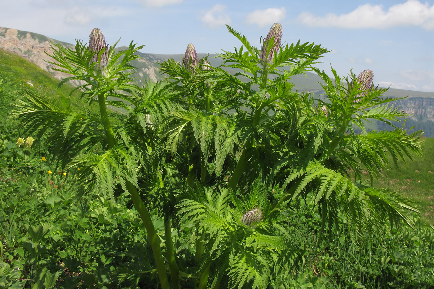 Image of Pedicularis atropurpurea specimen.