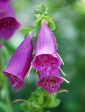 Digitalis purpurea. Цветки. Московская обл., Истринский р-н, Павловская слобода, в культуре. 25.06.2007.