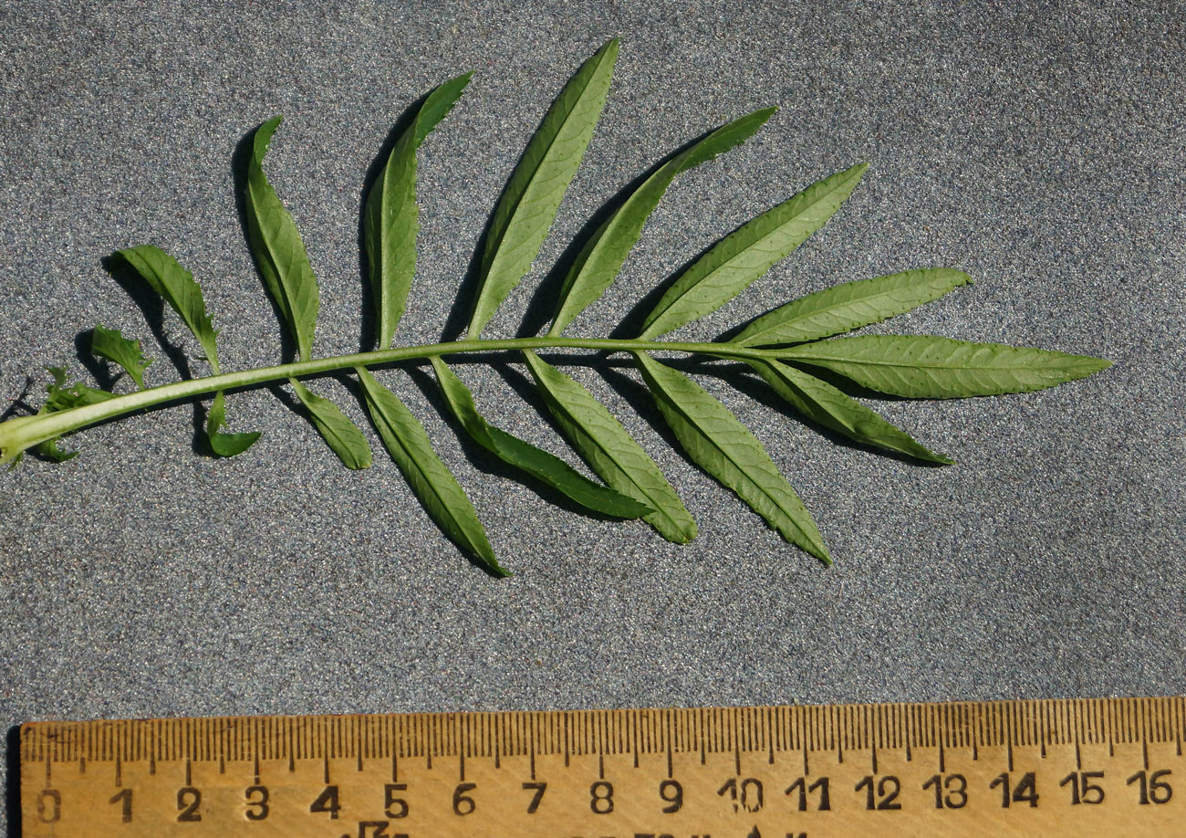 Image of Tagetes erecta specimen.