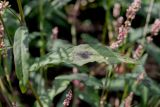 род Persicaria