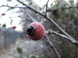 Rosa canina. Плод в утреннем инее. Москва, Кусково, у входа со стороны платформы \"Кусково\", в культуре. 03.11.2017.