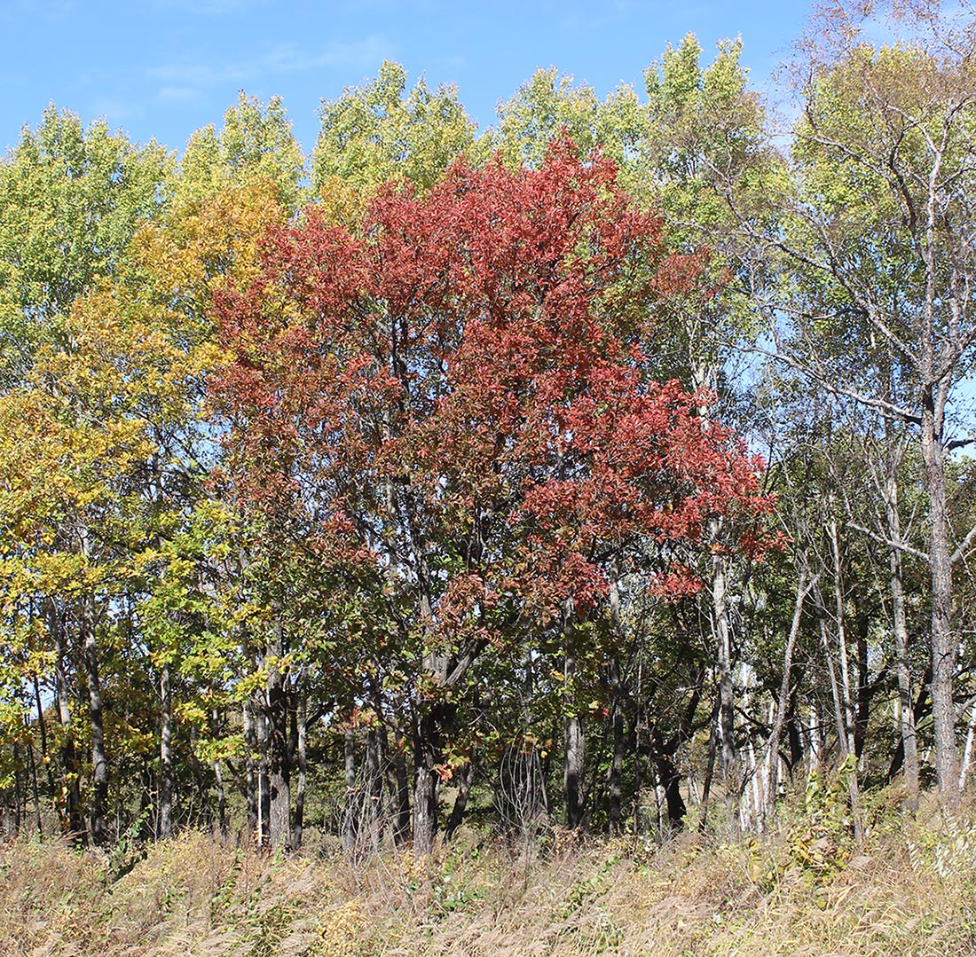 Изображение особи Quercus mongolica.