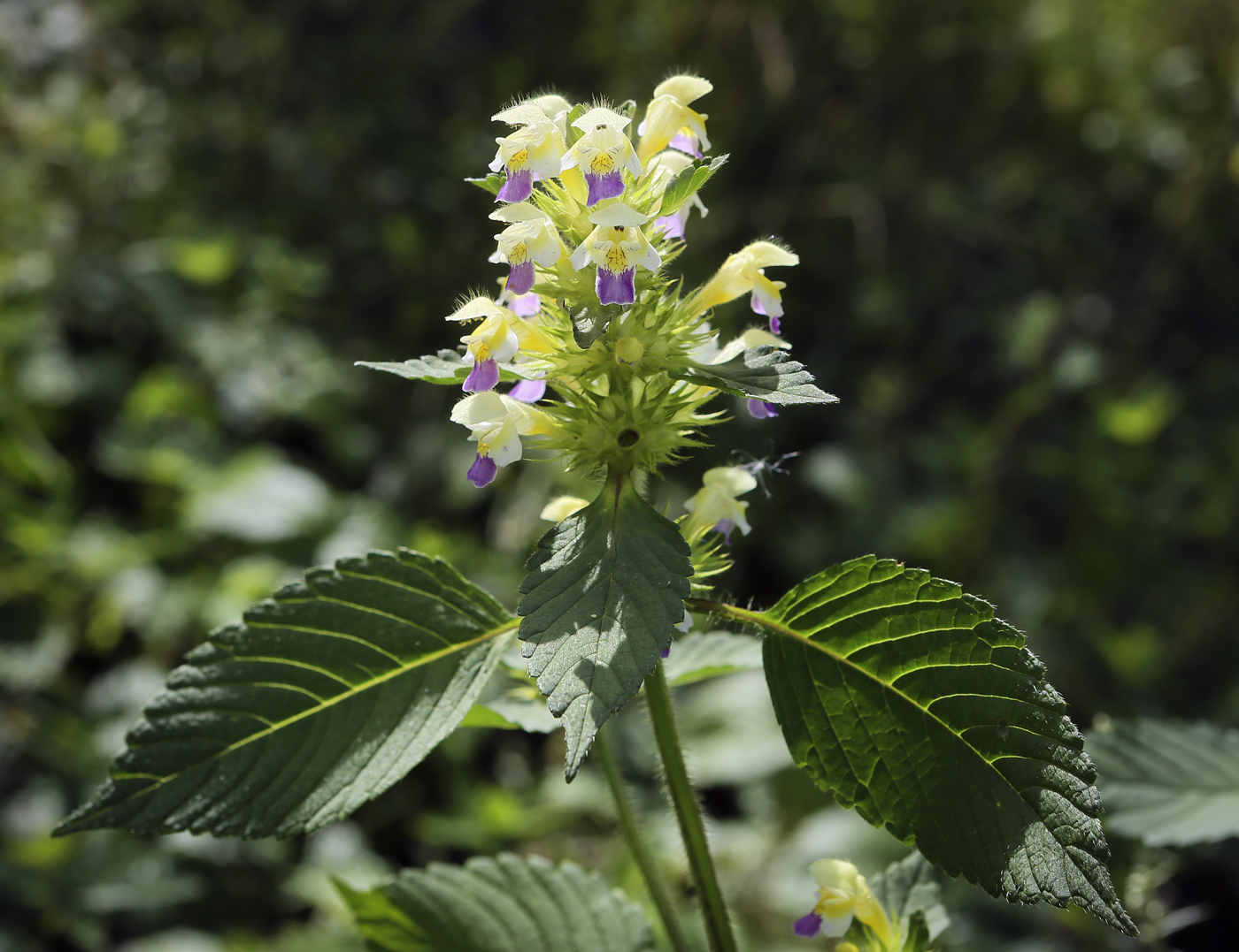 Image of Galeopsis speciosa specimen.